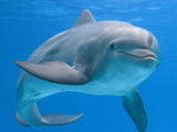 TheDolphin